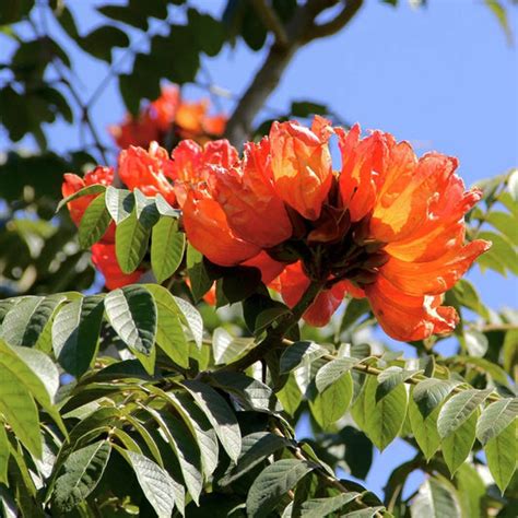 Shade trees – Lalit Enterprise