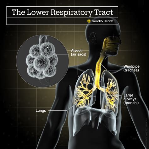 7 OTC Bronchitis Medications and Treatments - GoodRx