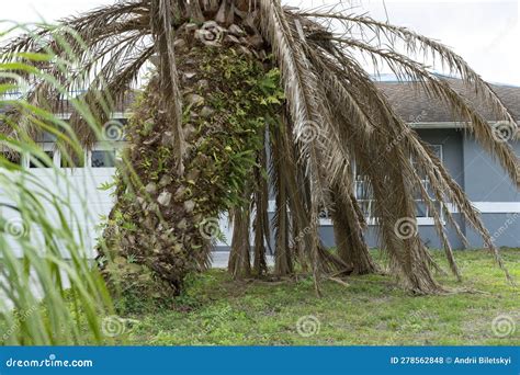 What Does A Dead Palm Tree Look Like at Roxanna Sullivan blog