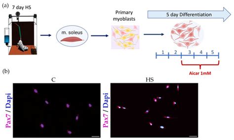 AMPK Phosphorylation Impacts Apoptosis in Differentiating Myoblasts ...