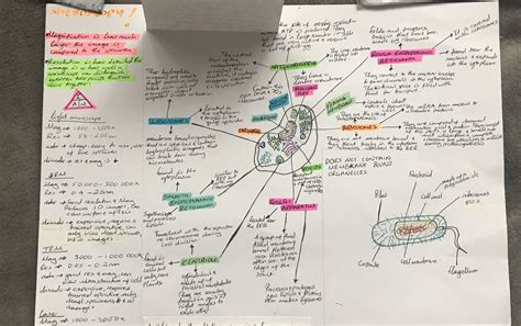 Cell Structure Concept Map 的图像结果