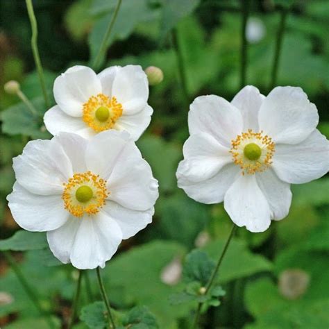 Buy Anemone Coronaria Bride (White) - Bulbs online from Nurserylive at ...