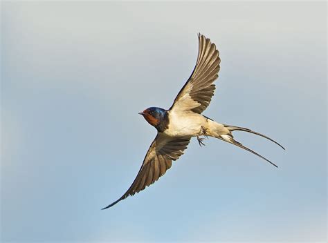 swallows birds at DuckDuckGo | Barn swallow, Birds flying, Birds