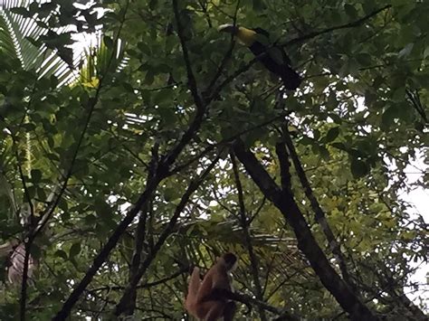 HOTEL ILAN-ILAN TRAILS & LODGE (Tortuguero) - Hotel Reviews & Photos ...