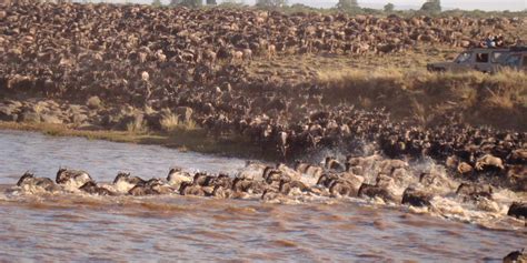 The Great Wildebeest Migration – One Of The Seven Natural Wonders Of ...