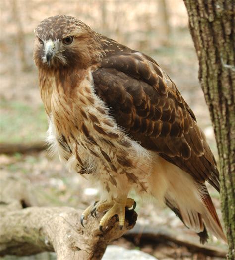 Image result for Hawk Traits