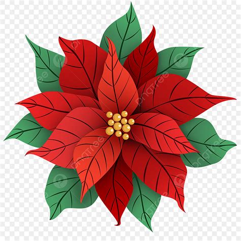 White Poinsettia Clip Art
