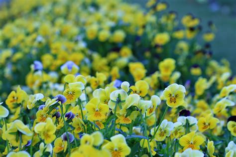 Home Gardening - India: Collecting Seeds - Pansy/Viola