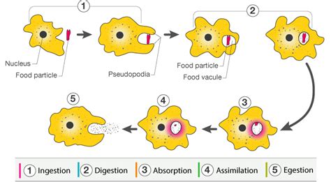 Nutrition in Animals Class 7 Science Notes Chapter 2