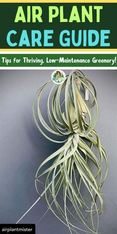 Air Plant Care 101 的图像结果