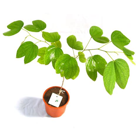 Buy Flowering Plants Online at Best Prices – MyBageecha – Page 4