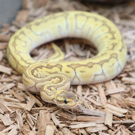 Image result for Spider Ball Python