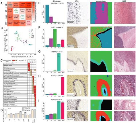 Image result for Anatogram Gene Expression