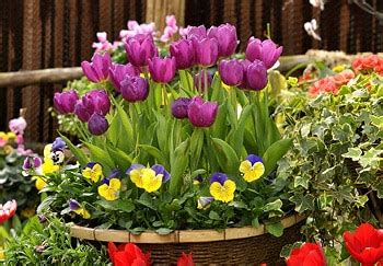 Image result for Spring Bulbs in Containers