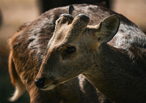 +Marathi Java Javi 的图像结果