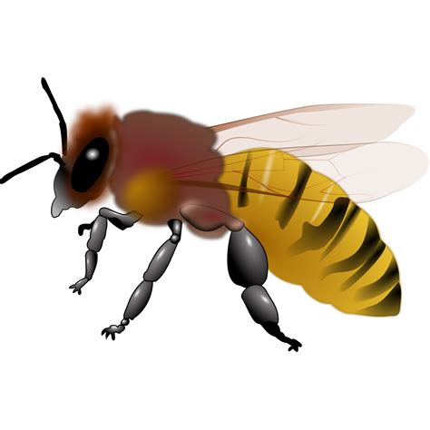 Clip Art Honey Bee - Clip Art Library