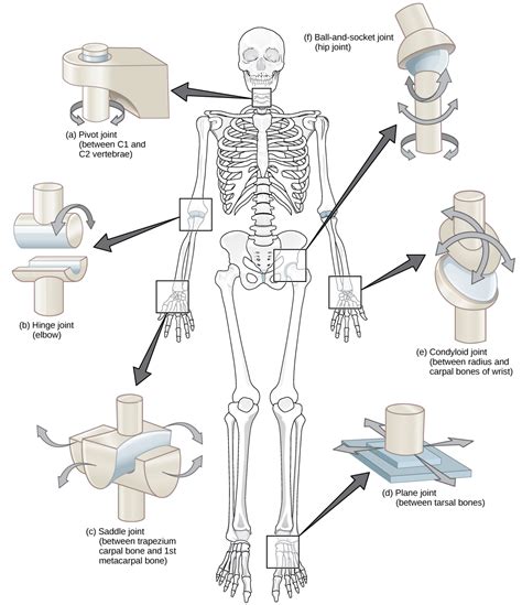 Anatomy of Selected Synovial Joints | Anatomy and Physiology I