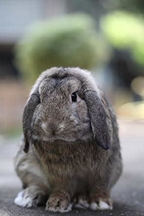 Brown Baby Holland Lop Bunny Rabbit Journal : Cool Image Press: Amazon ...
