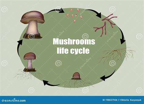 Mushroom Life Cycle Stages, Growth Mycelium From Spore. Spore ...
