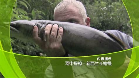 CCTV10-大“真”探《河中探秘-新西兰长鳍鳗》