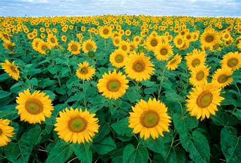 Sunflower State Flower of Kansas Clip Art Public Domain Clip Art Photos ...