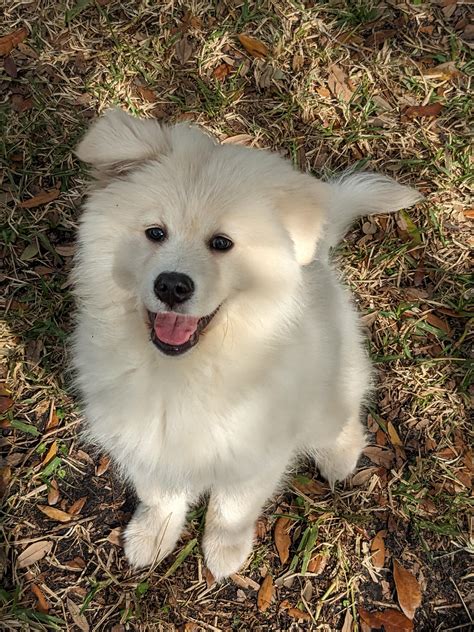 American Eskimo Golden Retriever Mix Puppies
