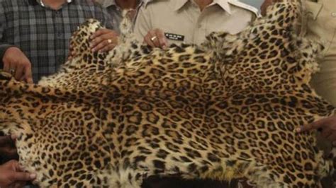 Sharp rise in leopard deaths in MP, many being poached for occult ...