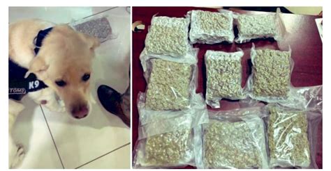 CBIC lauds Indian Customs K9 Squad for narcotics busts