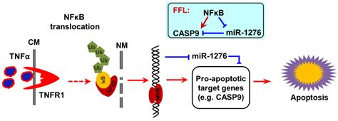 Upregulation of CASP9 through NF-κB and Its Target MiR-1276 Contributed ...