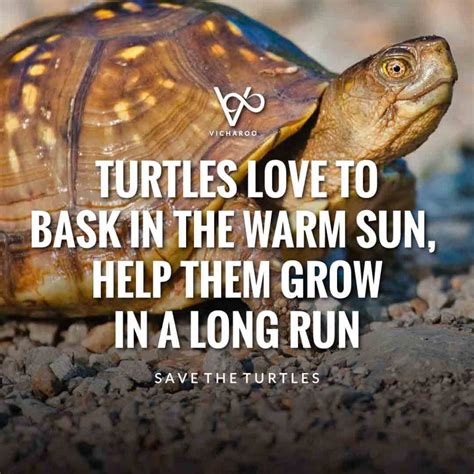Turtles love to bask in the warm sun, help them grow in a long run ...