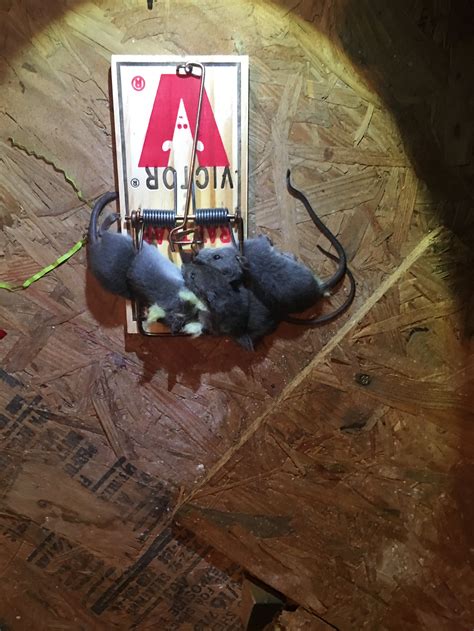 How To Rats Get In Attic at Sharon Rogge blog