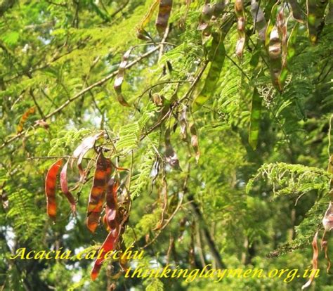 Medicinal Plant Details