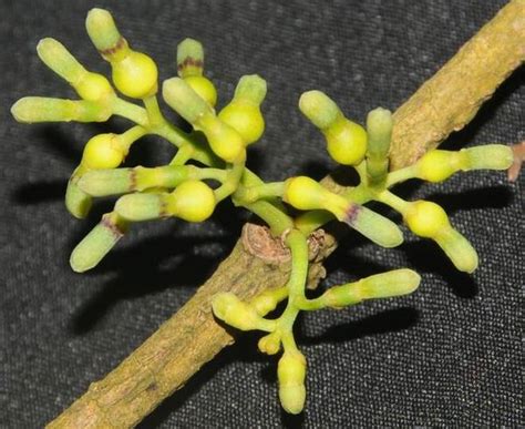 Septemeranthus | IAS Gyan