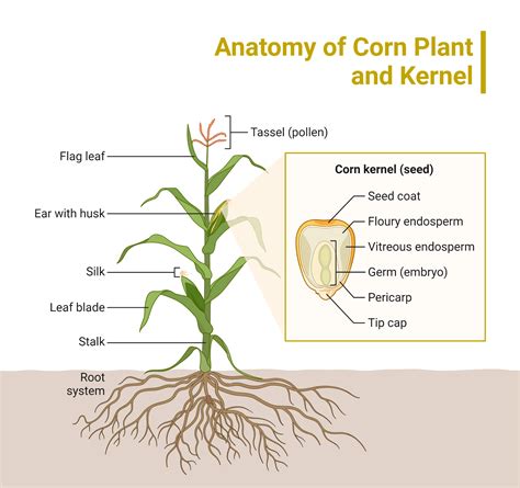 Anatomy of Corn Plant and Kernel | BioRender Science Templates