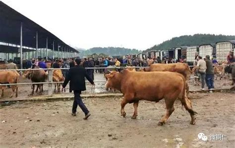 忻州肉牛交易市场 忻州肉牛交易市场-食品商务网
