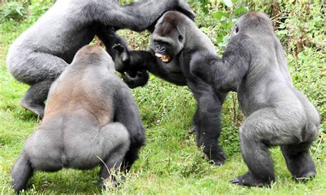 Image result for Gorilla Vs Python Fight
