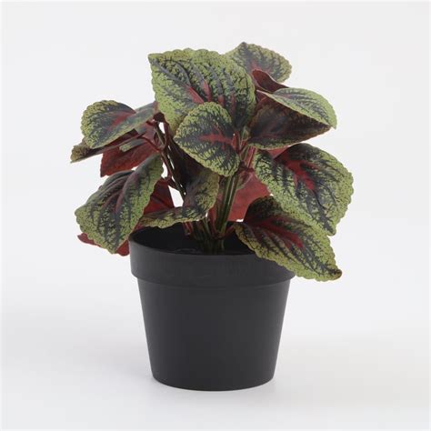 Buy Garnet Garden Artificial Mammy Croton Plant in Pot from Home Centre ...
