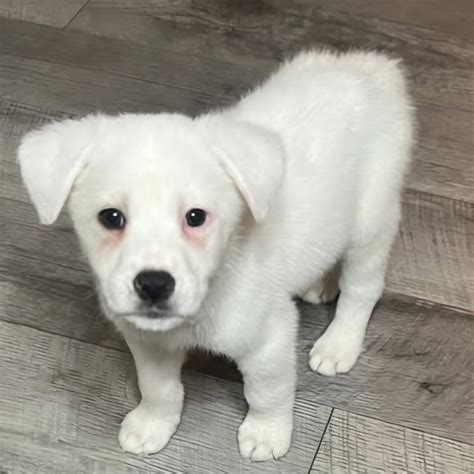 Critter Cavalry Rescue (CCR) (@crittercavalry) • Instagram photos and ...