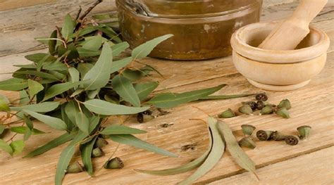 Algunas Plantas Medicinales Relevantes Para Arqueros