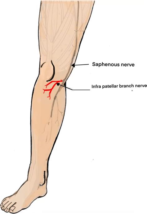 Saphenous Vein And Nerve