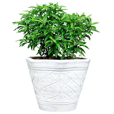 China Tagar Healthy Live Flower Plant Hybrid Variety | Crape Jasmine ...