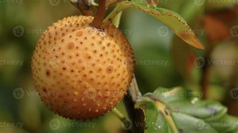 A close up of a single fruit now fully grown and ripening in the warm ...