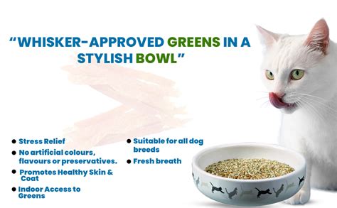 Trixie Ceramic Bowl with Cat Grass, Easily and Decoratively Plant ...