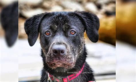 Cane Corso Mastiff 的图像结果