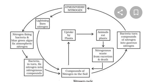 3. Explain and draw a neat diagram of Nitrogen cycle. - Brainly.in
