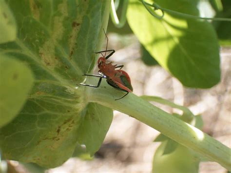 Image result for Alien Bug in Orange Tree