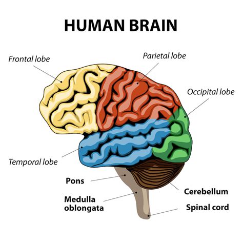 Normal Human Brain 的图像结果