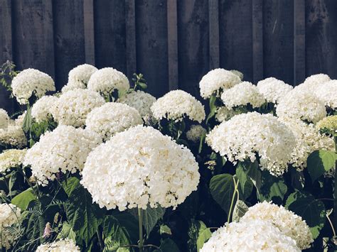 Lady’s Funeral Home | Compassionate Funeral & Cremation Services in ...