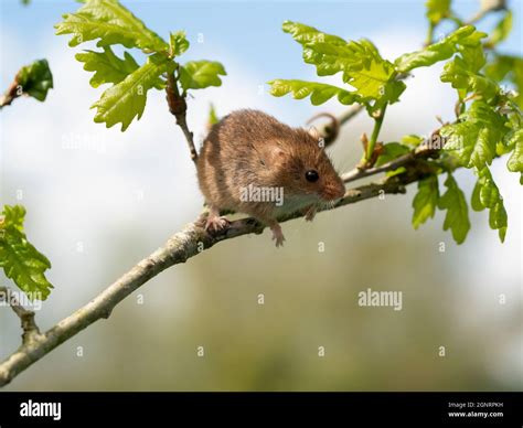 Eurasian Harvest Mouse (Micromys minutus) climbing on Oak Tree branch ...