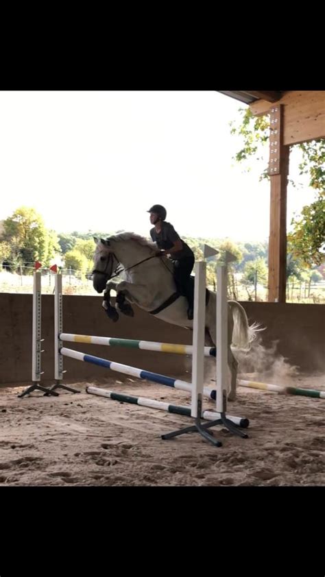 Ambitionierte Reiterin sucht Reitbeteiligung in Niedernhall | Tiere ...